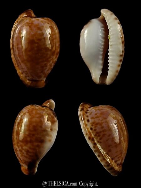 Cypraea mikeharti 19,8 mm Gem-0