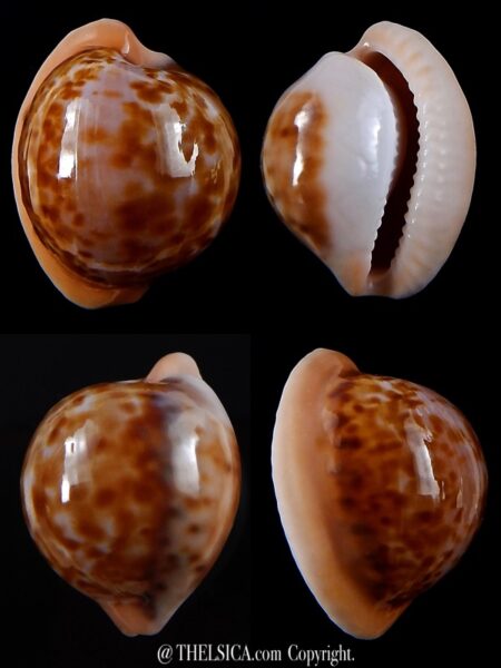 Cypraeovula volvens..23,8 mm Gem -0