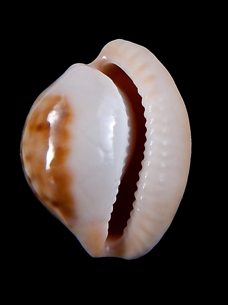 Cypraeovula volvens..23,8 mm Gem Thelsica