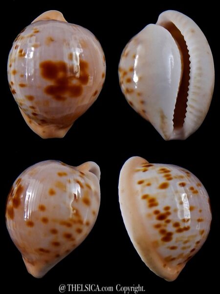 Cypraeovula volvens >> 24,4 mm Gem -0