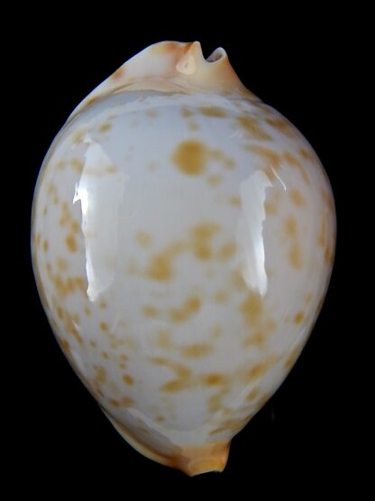 Zoila friendii kostini .. Golden spots ...66,8 mm Gem-38747