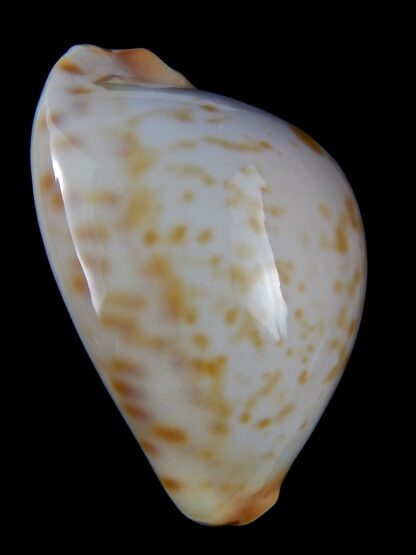 Zoila friendii kostini .. Golden spots ...66,8 mm Gem-38749