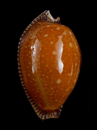 Perisserosa guttata surinensis bengalensis 54,3 mm Gem+++-38782