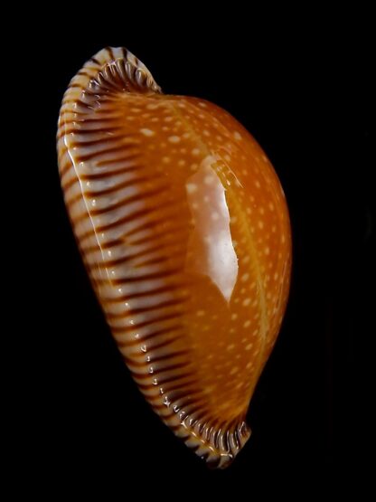 Perisserosa guttata surinensis bengalensis 54,3 mm Gem+++-38786