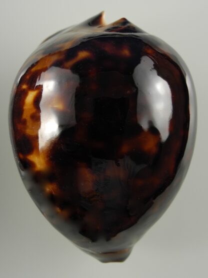 Zoila thersites thersites.."Black".. 70 mm Gem-38382