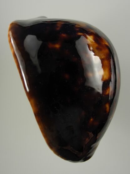 Zoila thersites thersites.."Black".. 70 mm Gem-38383