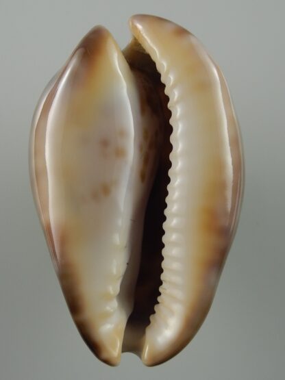 Zoila venusta sorrentensis 52,1 mm Gem-38409