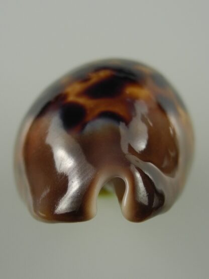 Zoila venusta sorrentensis 52,1 mm Gem-38413
