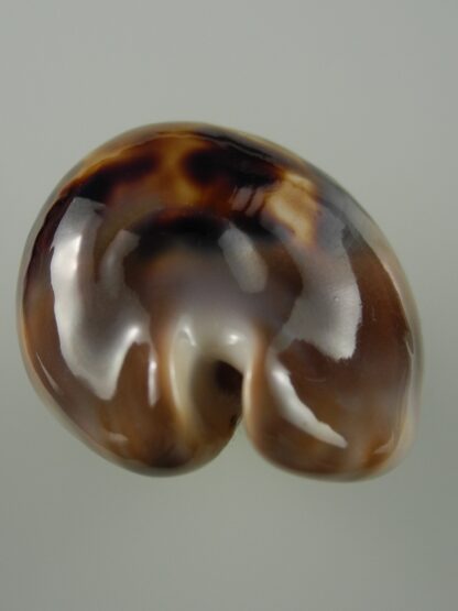 Zoila venusta sorrentensis 52,1 mm Gem-38412