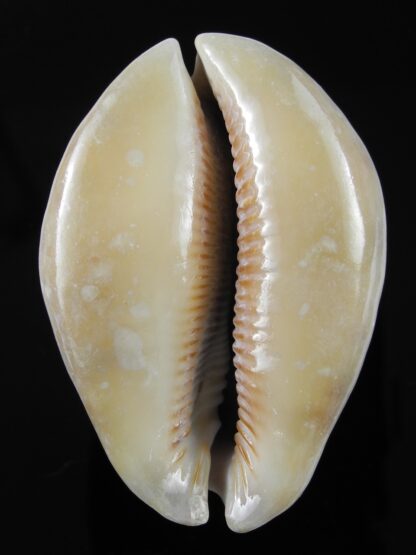 Mauritia asiatica gibba .. overglazed ... 60,5 mm Gem-38304