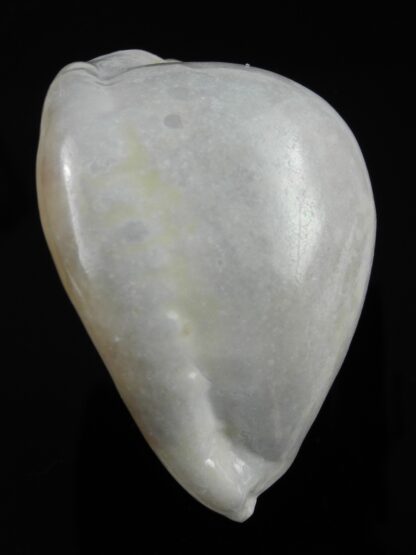 Mauritia asiatica gibba .. overglazed ... 60,5 mm Gem-38305