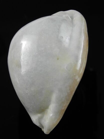 Mauritia asiatica gibba .. overglazed ... 60,5 mm Gem-38306