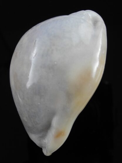 Mauritia asiatica gibba .. overglazed ... 66,3 mm Gem-38320