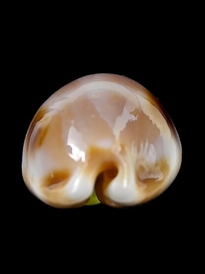 Luria tessellata "DWARF" 22,7 mm Gem-38280