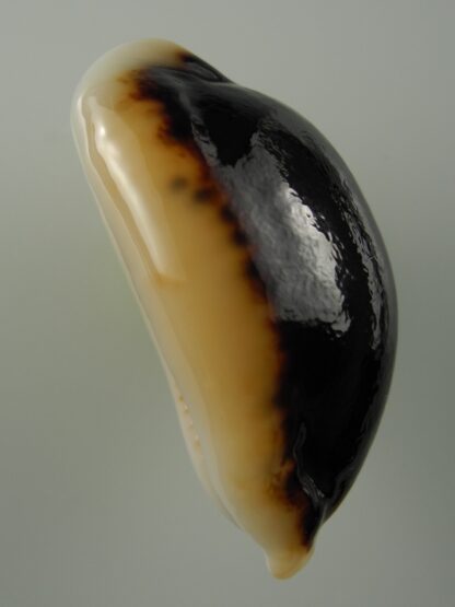 Mauritia eglantina N&R 50,3 mm Gem -38425
