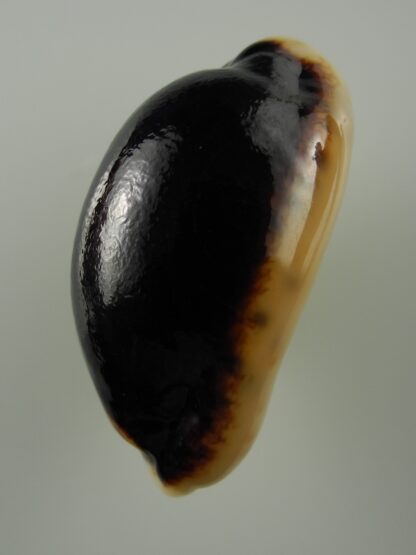 Mauritia eglantina N&R 50,3 mm Gem -38429