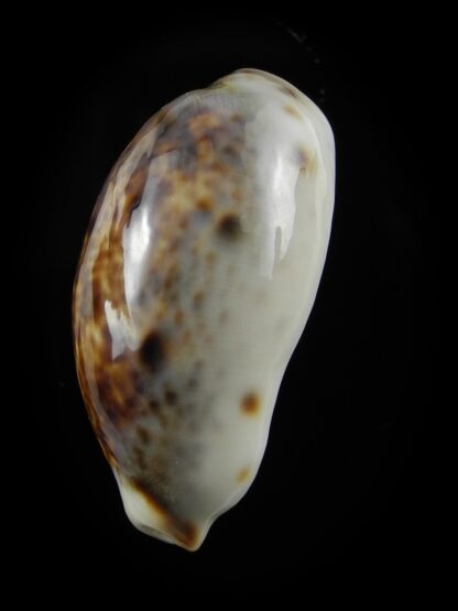 Lyncina lynx... Rostrate... 31,8 mm Gem-38511