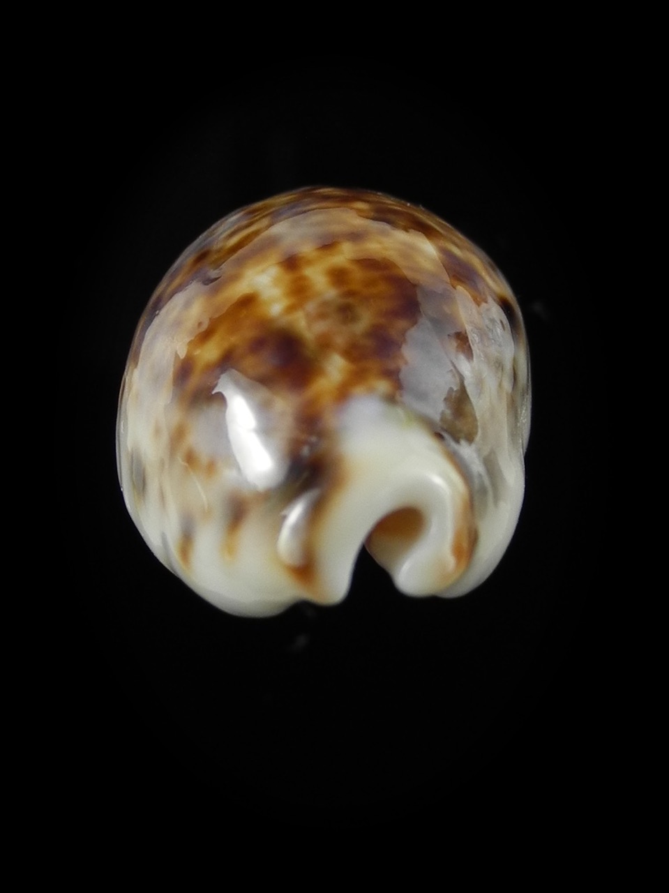 Lyncina lynx... Rostrate... 31,8 mm Gem - Thelsica