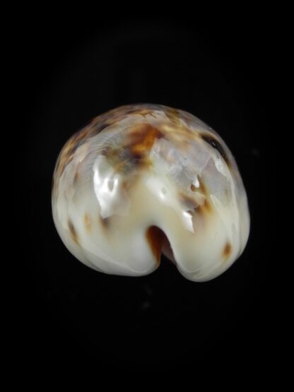 Lyncina lynx... Rostrate... 31,8 mm Gem-38510