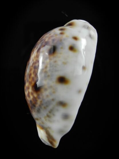 Lyncina lynx... Rostrate... 38,1mm Gem-38522