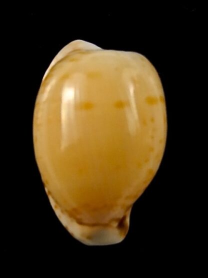 Cypraea algoensis algoensis. 23.8 mm Gem-38547