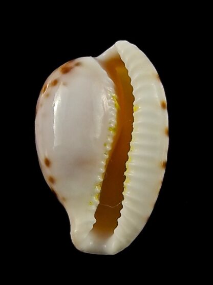 Cypraea algoensis algoensis. 23.8 mm Gem-38548