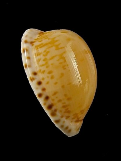 Cypraea algoensis algoensis. 23.8 mm Gem-38549