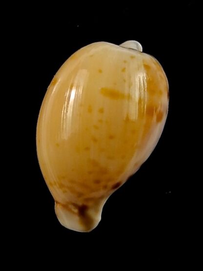 Cypraea algoensis algoensis. 23.8 mm Gem-38550