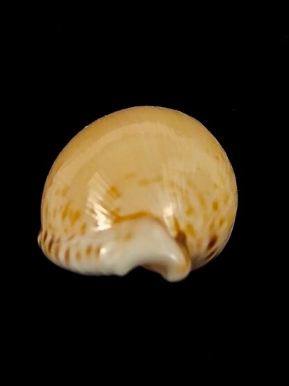 Cypraea algoensis algoensis. 23.8 mm Gem-38551