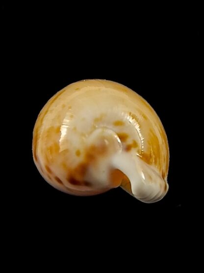 Cypraea algoensis algoensis. 23.8 mm Gem-38552