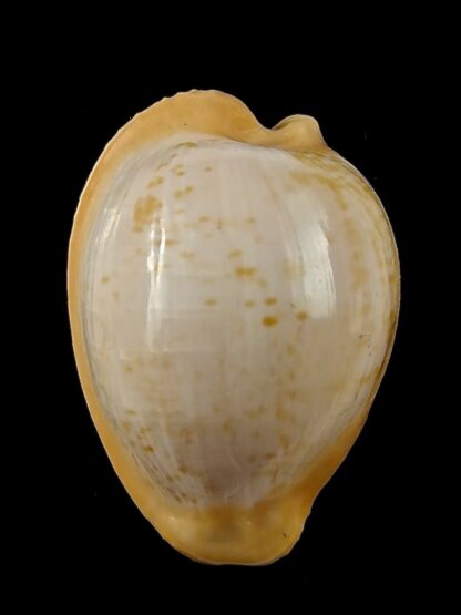 Cypraeovula fuscodentata sphaerica 31,2 mm Gem -38655