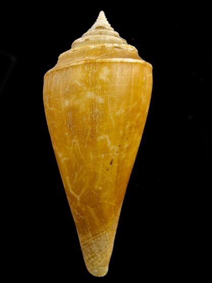 Profundiconus neotroquatus 77 mm Gem-38536