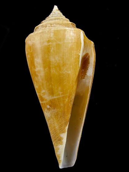Profundiconus neotroquatus 77 mm Gem-38537