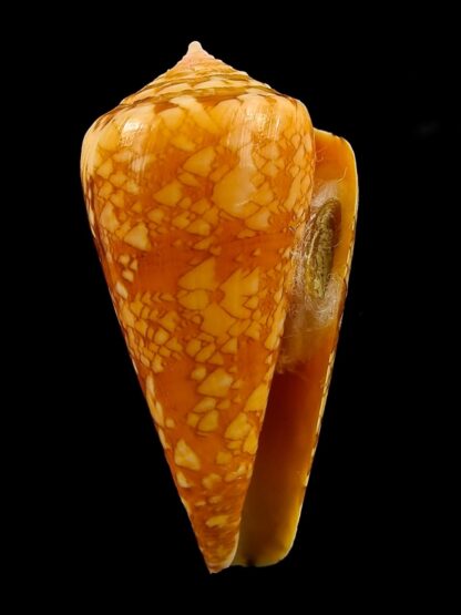 Nataliconus royaikeni 42,3 mm Gem-38528