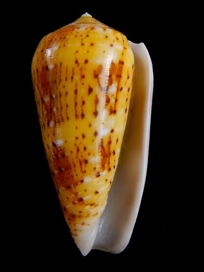 Conus floccatus magdalenae 57,9 mm Gem-38799