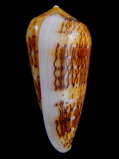 Conus floccatus magdalenae 57,9 mm Gem-38800