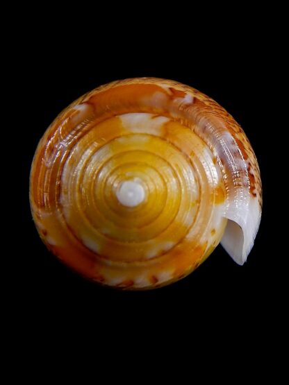 Conus floccatus magdalenae 57,9 mm Gem-38801