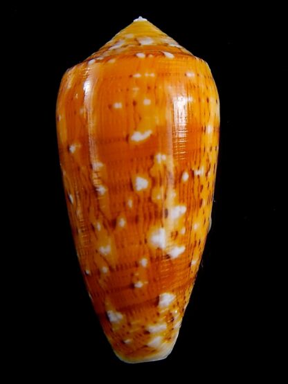 Conus floccatus magdalenae 56,3 mm Gem-38794