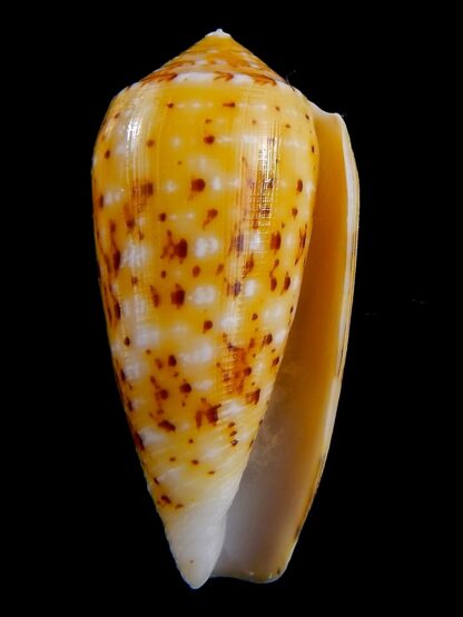 Conus floccatus magdalenae 56,3 mm Gem-38795
