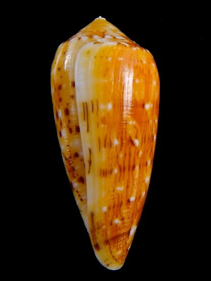 Conus floccatus magdalenae 56,3 mm Gem-38796