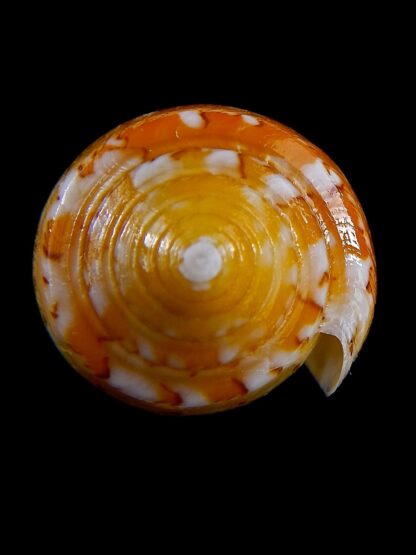 Conus floccatus magdalenae 56,3 mm Gem-38797