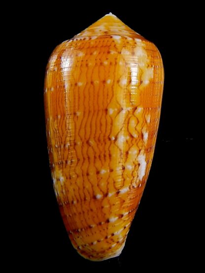Conus floccatus magdalenae 52 mm Gem-38789