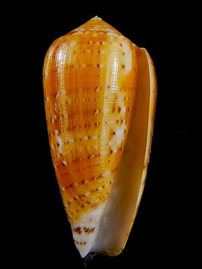 Conus floccatus magdalenae 52 mm Gem-38790