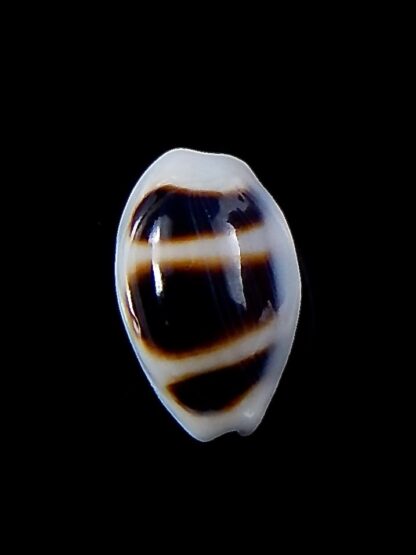 Palmadusta asellus asellus 14,8 mm Gem -37993