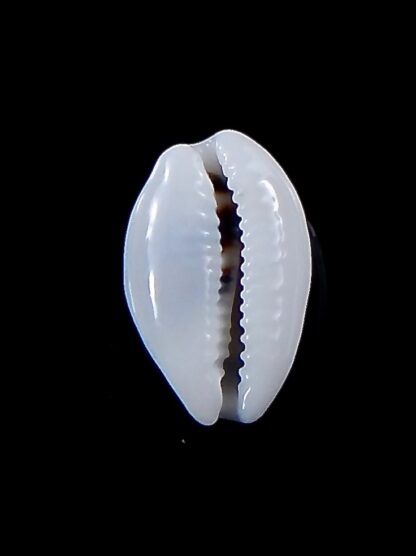 Palmadusta asellus asellus 14,8 mm Gem -37992