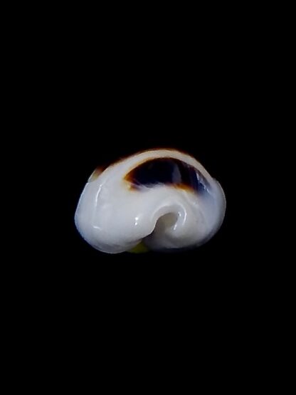 Palmadusta asellus asellus 14,8 mm Gem -37998