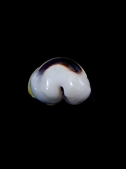 Palmadusta asellus asellus 14,8 mm Gem -37997