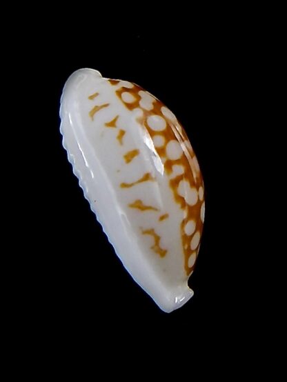 Cribrarula cribraria zadela 21,8 mm Gem-37953