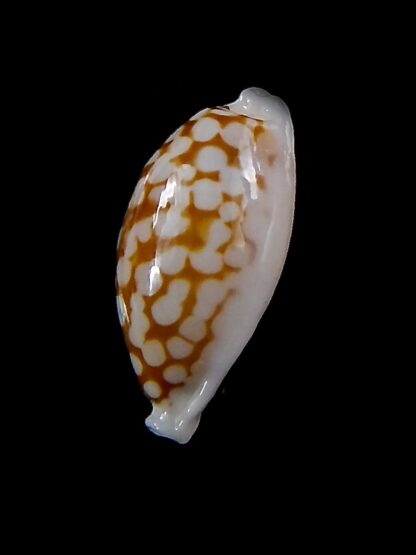 Cribrarula cribraria zadela 21,8 mm Gem-37954