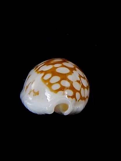 Cribrarula cribraria zadela 21,8 mm Gem-37956